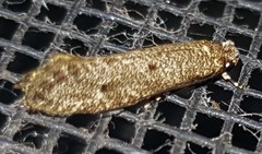 Praeacedes atomosella