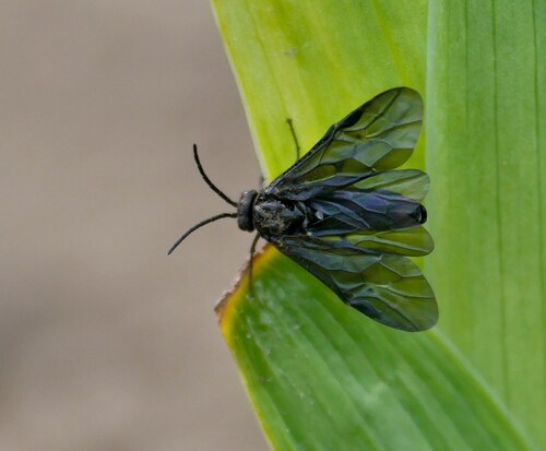 Rhadinoceraea reitteri
