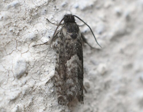 Early Oak Piercer