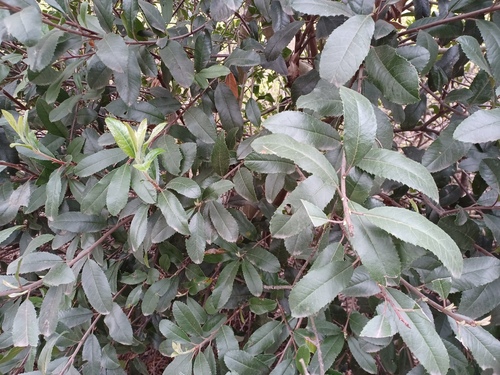 iNaturalist observation photo of Toyon