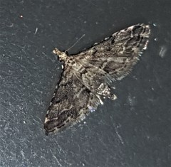 Sufetula hemiophthalma