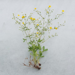 Potentilla chrysantha
