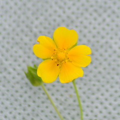 Potentilla chrysantha