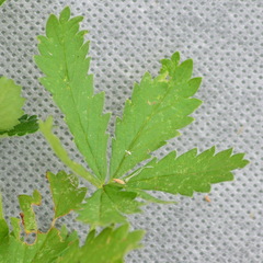 Potentilla chrysantha