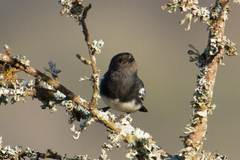 Melaniparus albiventris