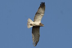 Beaudouin's Snake-Eagle photo 1