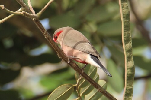 Black-rumped Waxbill