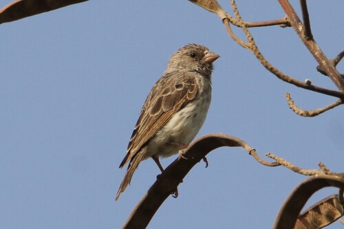 White-rumped Seedeater