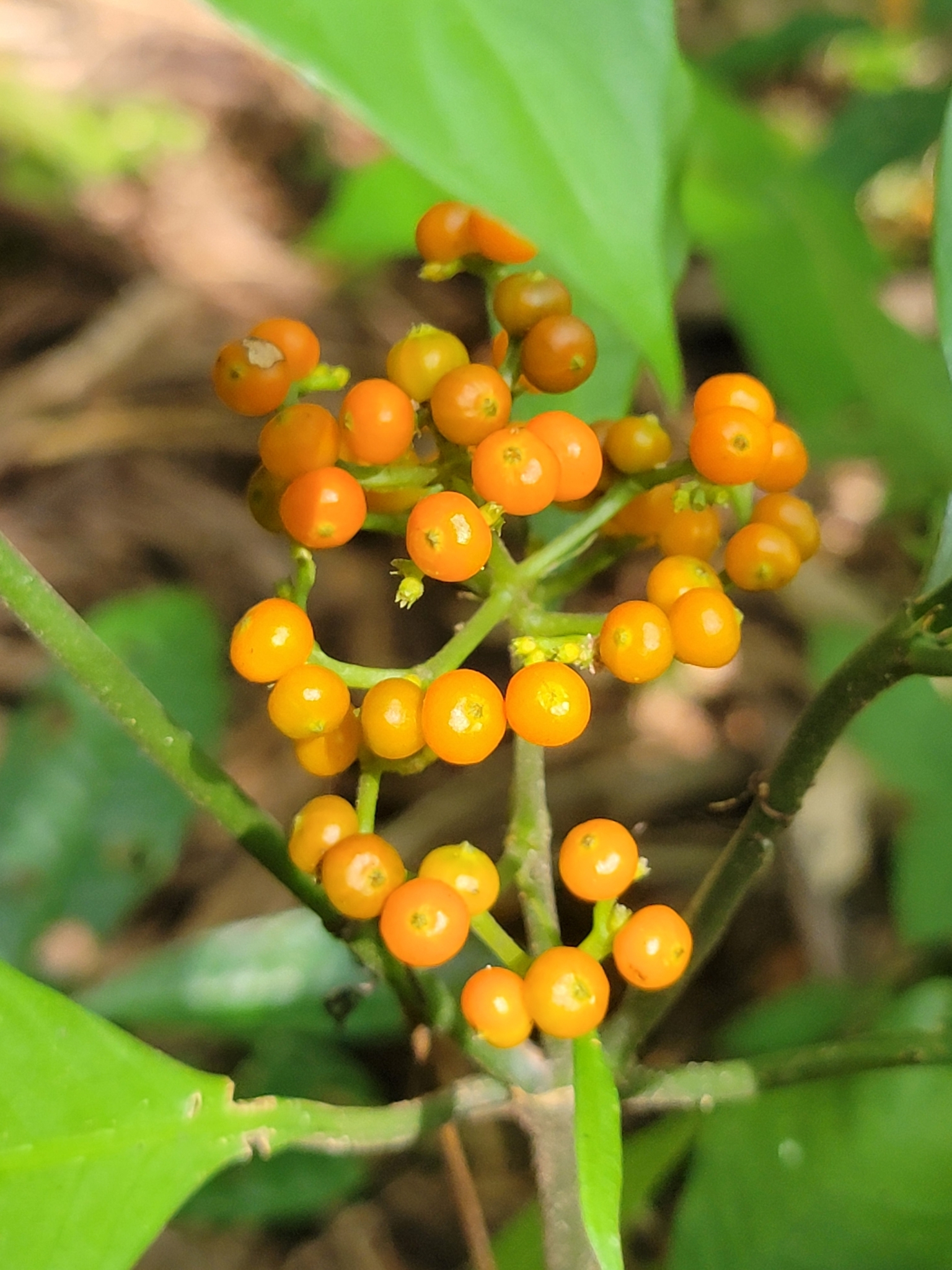 Imagem de Café-de-bugre