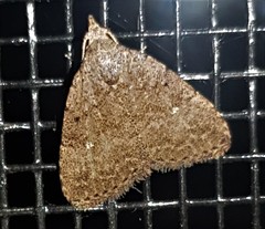 Tolpiodes oligolasia