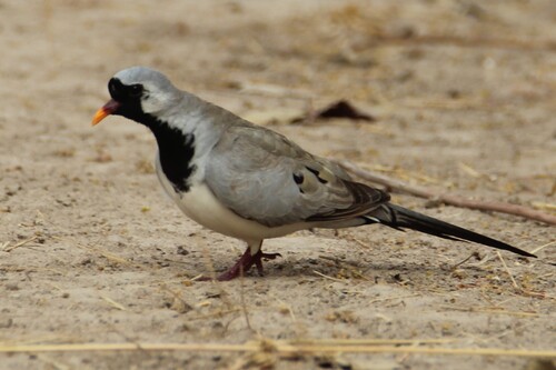 Namaqua Dove
