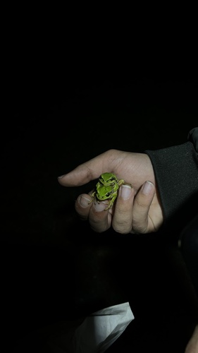 Eastern Tree Frog