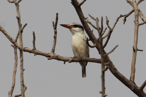 Striped Kingfisher