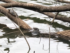 Varanus salvator salvator