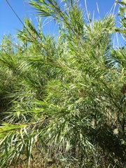 Arundo donax