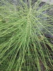 Equisetum telmateia