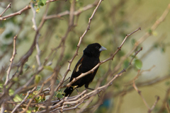 Euplectes albonotatus