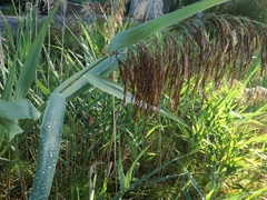 Phragmites australis