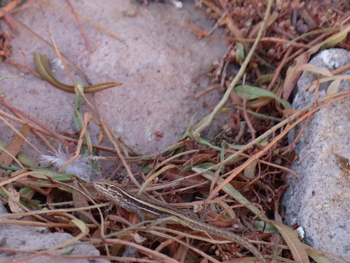 Paulina's Tree Iguana, Liolaemus paulinae