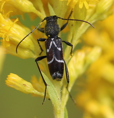 Chlorophorus sartor