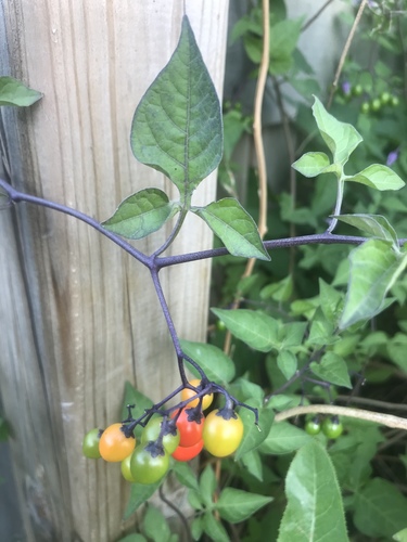 Solanum dulcamara