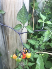 dulcámara (Solanum dulcamara): origen y usos — foto 3