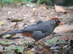 Pterorhinus mitratus major