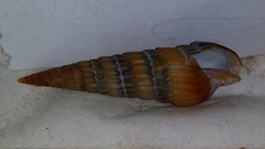 Duplicaria ustulata