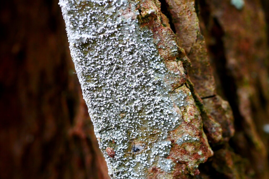 Opegrapha vermicellifera
