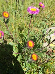 Aster alpinus