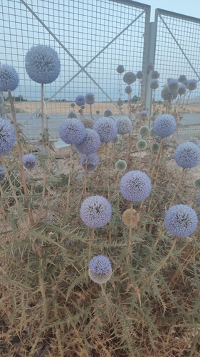 Pubescent-scale globe thistle Persepolisian subspecies (Echinops hebelepis)