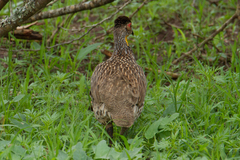 Pternistis leucoscepus