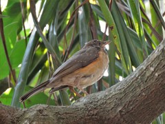 Turdus pelios