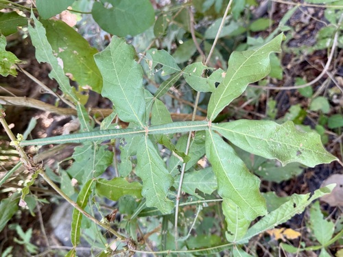 Bread and cheese (Paullinia pinnata)