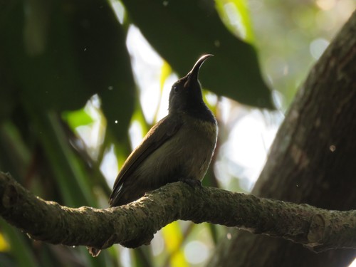 Blue-throated Brown Sunbird (Cyanomitra cyanolaema), photo 9