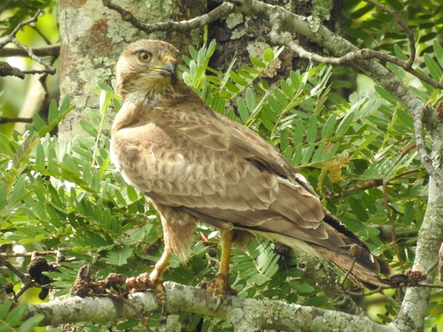 Steppe Buzzard