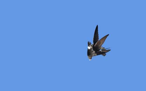 Vencejo moro (Apus affinis)