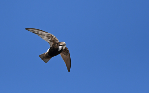 Little Swift (Apus affinis)