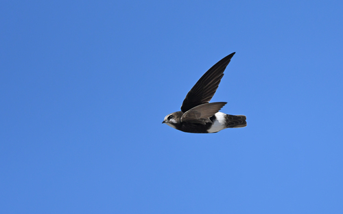 Rondone indiano (Apus affinis)