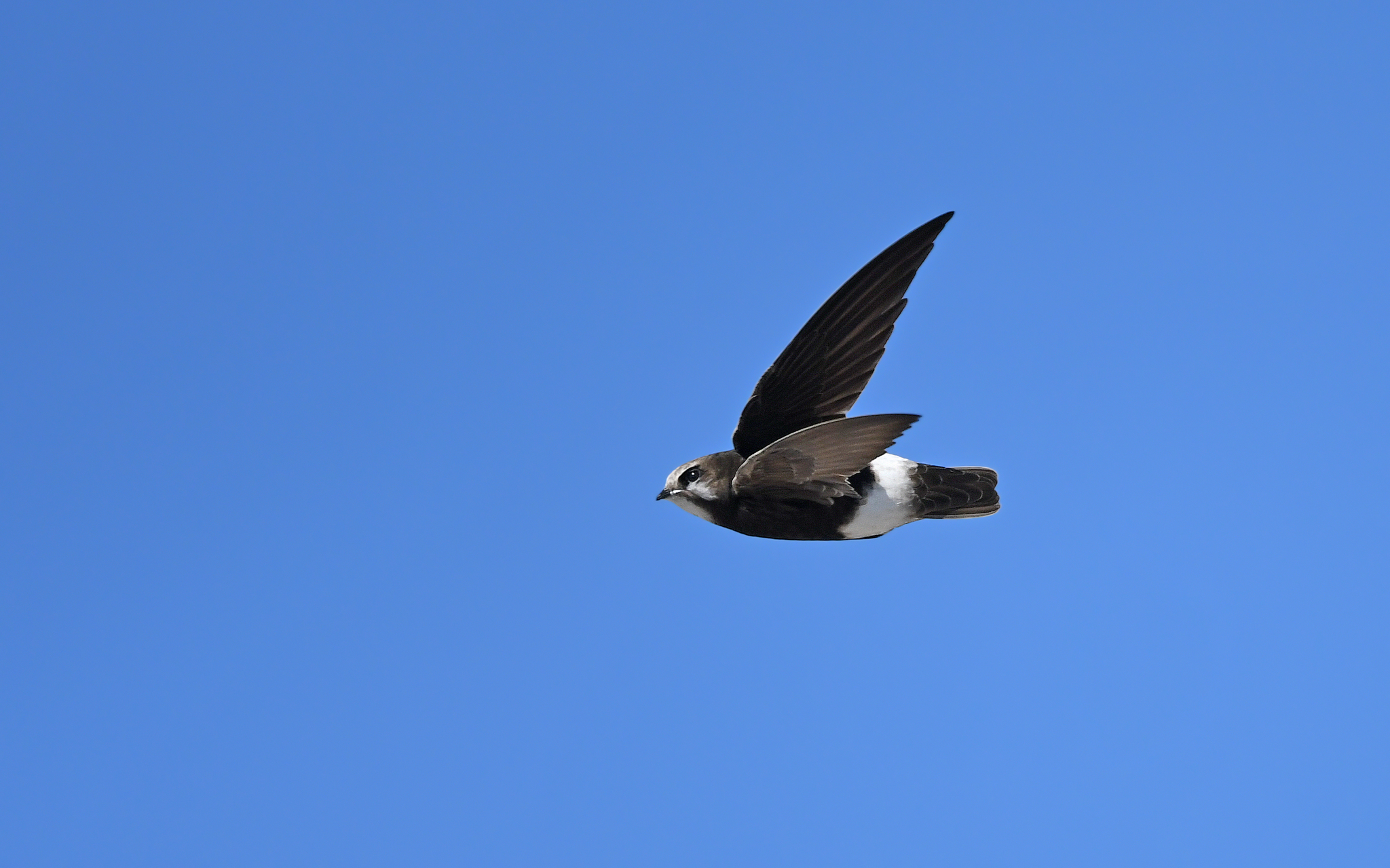 Little Swift illustration