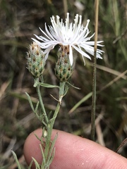 Centaurea ×psammogena