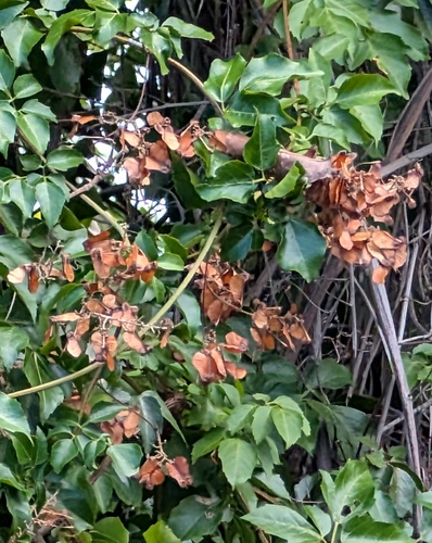 Basketwood (Serjania lucida)
