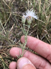 Centaurea ×psammogena