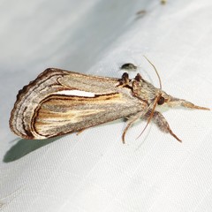 Gerrodes minatea