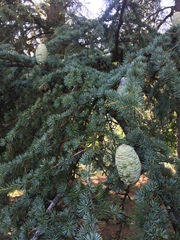 Cedrus atlantica