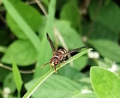 Antodynerus punctatipennis