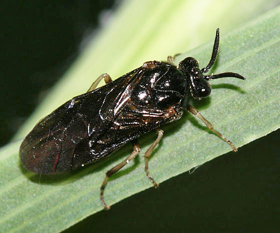 Aprosthema brunniventre