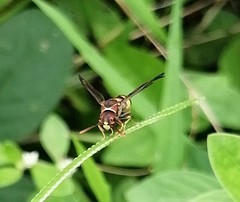 Antodynerus punctatipennis