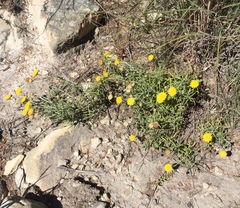 Rutidosis murchisonii