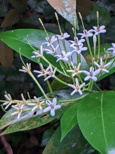 River Tarenna (Tarenna fragrans)